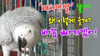 앵무새가 한숨 쉬는 걸 보신 분 계신가요?[연구대상똘이] African gray parrot インコ, オウム 鸚鵡, 鳳頭鸚鵡