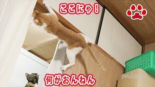 無理だった猫と 何が見つけた猫【瀬戸のまや日記】The cat who tried but failed, and the cat who found something