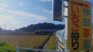 【永久保存版】ありがとう‼️255系のある風景‼️特急しおさい1号銚子行 山武路の惜別のイチゴとハウスと特急列車 山武市 総武本線 JR東日本 千葉県