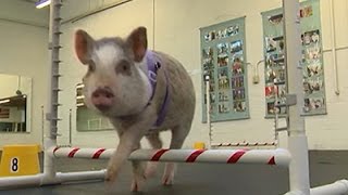 Pig is 'Top Dog' in Canine Agility Class