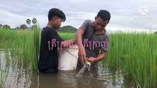 សកម្មភាពដោះត្រីស្រែជាប់មង/ Catching natural fish at the rice field)