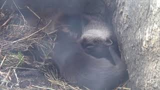 ユーラシアカワウソまろんの子育て日記（アクアマリンふくしま）