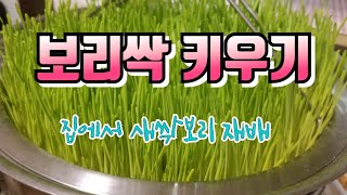 새싹보리 키우는 법/집에서 보리새싹 재배법/겨울철 보리싹 틔우기/Barley sprout cultivation/보리새싹 효능/ 흙없이 보리 새싹 수경재배법