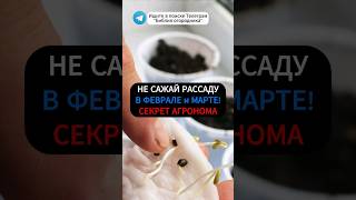 Когда Сажать Рассаду? Секрет Идеального Урожая от Опытного Огородника! #огород #рассада #дача #сад