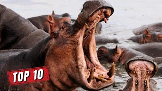 Top 10 MOST DANGEROUS ANIMALS in the World