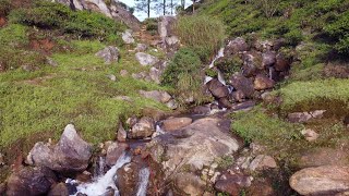 Chinnakanal Water falls around the tea garden in 4K #munnar #chinnakanal #kerala4k