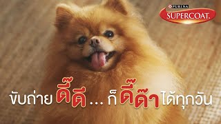 Supercoat เพื่อระบบย่อยอาหารดี๊ดีของสุนัขพันธุ์เล็ก