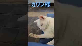 港のボス猫カリン様‼️猫じゃらしに夢中 Ferocious cat #shorts