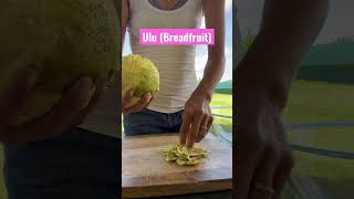 Ulu or Breadfruit. It’s a pretty big tree. Ulu can be cooked hard/unripe or soft/ripe.