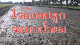 เยี่ยมชมแปลงสาธิตปลูกอ้อยนาน้ำตม,มีวิธีปลูกอ้อยให้ได้ผลผลิตสูง,การปลูกอ้อยข้ามแล้ง