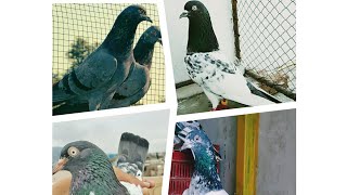 Best Fancy Pigeon Loft || Good Fancy pigeons Breeds