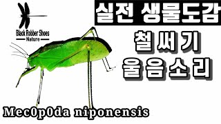 실전 생물도감 메뚜기목 여치과 철써기 울음소리 Mecopoda niponensis