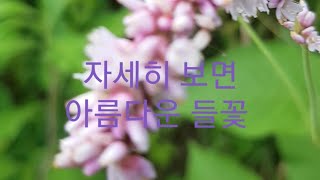 들길을 걷다 보면 무심코 지나가는 야생화도 자세히 보면 예쁘고 아름답다.