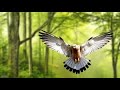 4K Relaxing Nature Video with Cuckoo Birdsong -Bird Noises-Calming Forest