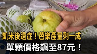 帝王芭樂「產量銳減」單顆近百元！飆天價真相曝「竟是凱米後遺症」－民視新聞