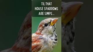 TIL: House Sparrows Are Nature's Simps... (Today I Learned)