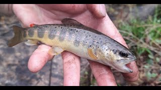 Where can I find places to fish for trout in rivers?