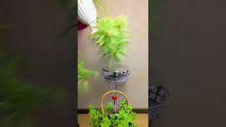 Beautiful techniques pruning flowers in pot so beautiful #garden #flower #diy