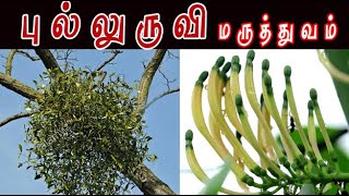 Dendrophthoe falcata/புல்லுருவி மருத்துவம் /loranthus falcatus medicine