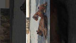 fake tiger prank dog very funny