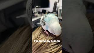 Budgie preening human #bird #parakeet #budgies #budgiesplaying #budgiespreening