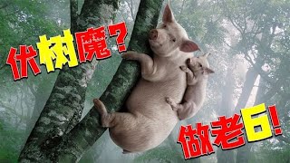 神经哥解说：没人比我更懂苟，蹲树上看耍猴呢？永劫无间！【著名神经哥】