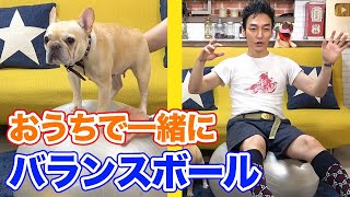 【おうち時間】クルミちゃんとバランスボールでトレーニング！