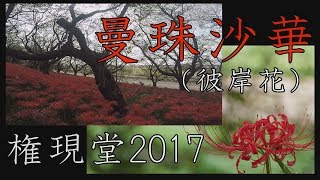 【2017 Autumn】権現堂堤　曼珠沙華（彼岸花）2017