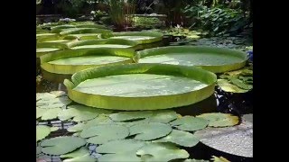 Victoria Cruziana (Santa Cruz water lily)