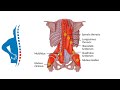 Treating Low Back Pain | Assessment | Soft Tissue Therapy