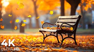 Enchanting Autumn Forests with Beautiful Piano Music🍁4K Autumn Ambience & Fall Foliage #32