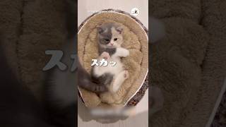 しっぽは別のいきもの｜PECO  #子猫 #マンチカン #猫のいる生活 #猫との暮らし #猫と暮らす #kitten #munchkin