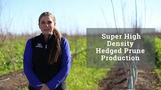 Super High Density Prunes Webinar