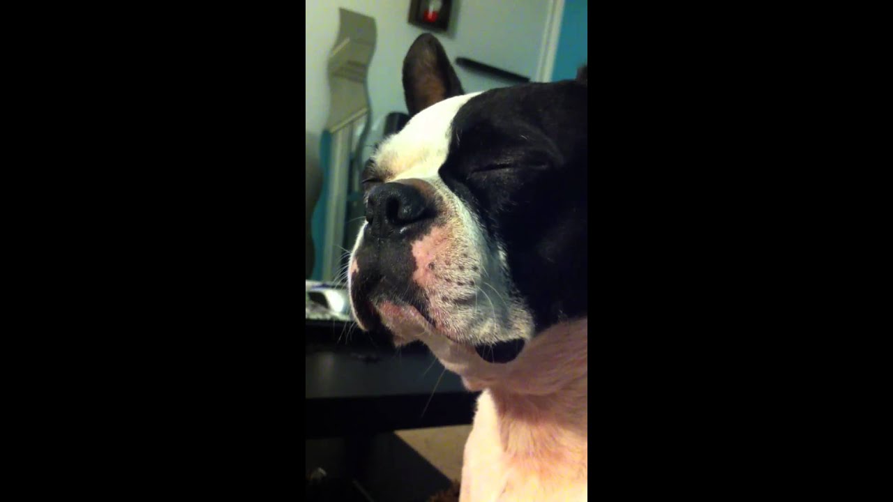 This Is How I Hypnotize My Dog Youtube