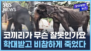 척추 내려앉고…뼈만 앙상하게 남아 / SBS / 모아보는 뉴스