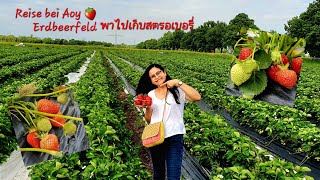 VLOG 🍓 พาไปเก็บสตรอเบอรี่ part.1 สด ๆ จากไร่ ลูกใหญ่มาก! ดกมาก!