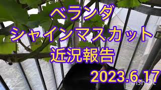 【葡萄】今季は不調ベランダシャインマスカット近況報告2023.6.17