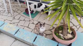 Cats on Cyprus - Island of Aphrodite or Island of Cats?