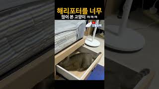 해리포터를 너무 많이 본 고양이 ㅋㅋ