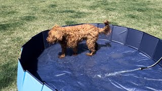 Hyperzoo Foldable Dog Pool