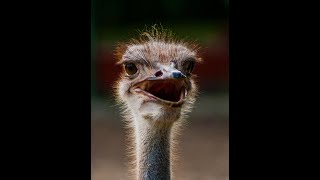 ⚡ Ostrich the Flightless Bird - African Wildlife - ostrich information - Eyeoji #shorts