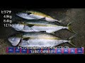 【魚突き】ヒラマサ105cm、12kg　yellowtail kingfish spearfishing　魚突き動画7