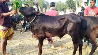 শাহীওয়াল ও ফ্রিজিয়ান ষাঁড় গরুর বাজার || বগুড়া মহাস্থানগড় গরুর হাট বাজার | ০৮/০১/২০২৪/ gorur hat