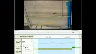 動物行為/軌跡追蹤分析系統- 斑馬魚影片分析應用展示  Noldus EhtoVision XT