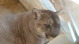 とくしま動物園に行って来た☺ピューマのロック