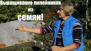 Выращивание лилейников из семян. Барботирование семян / Сад Ворошиловой