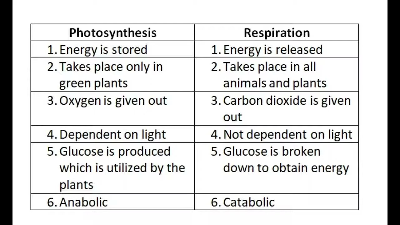 Differences Between Photosynthesis And Respiration - YouTube