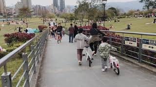 陽光公園 碧潭 櫻花 自行車之旅