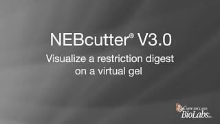 NEBcutter® V3 - Visualize a restriction digest on a virtual gel