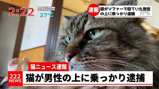 【猫ニュース】猫がソファーで寝ていた男性の上に乗っかり逮捕されました